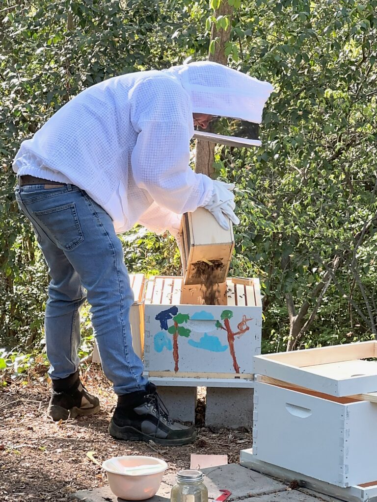 Adding bees to the second hive